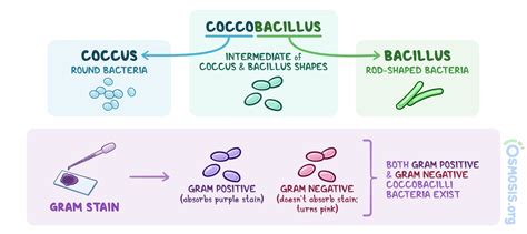 coccobacilli pap test|Coccobacilli: What Are They, Treatment, and More.